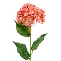 Hortensia rose 80cm 1p