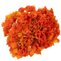 Article Hortensia conservée teintée orange grande fleur avec tige longue 60 cm