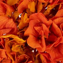 Article Hortensia conservée teintée orange grande fleur avec tige longue 60 cm