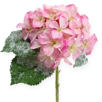 Hortensia rose effet neige 25cm