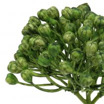 Article Pique-boutons d&#39;hortensia 22cm vert 12pcs