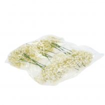 Article Pic à bourgeons d'hortensia 22cm crème 12pcs