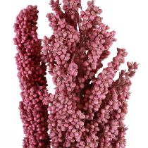 Maïs Indien Fleurs Séchées Maïs Indien Rose 75cm 3pcs