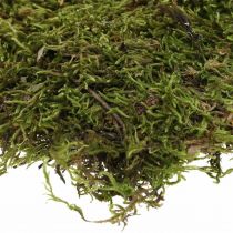 Mousse indienne forêt mousse verte nature 2kg
