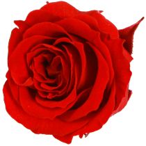 Article Petites roses éternelles Fleurs stabilisées Rouge Ø3cm 16pcs