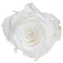Article Infinity Roses Véritables Têtes de Roses Mini Roses Blanches Ø3cm 16 pcs