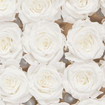 Article Infinity Roses Véritables Têtes de Roses Mini Roses Blanches Ø3cm 16 pcs