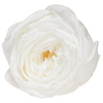 Article Roses blanches véritables Fleurs stabilisées Ø6cm 6pcs