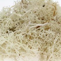 Article Mousse d'Islande blanchie 400g