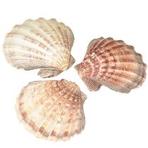 Article Coquilles Saint-Jacques véritables au naturel – flair maritime naturel 1 kg