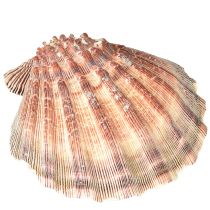 Article Coquilles Saint-Jacques véritables au naturel – flair maritime naturel 1 kg