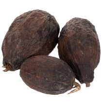 Article Fruits de cacao, naturels, 10-18 cm, 15 pièces