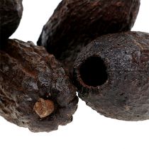 Article Fruit de cacao naturel 10-18cm 15 pcs