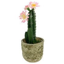 Cactus en pot avec fleur rose H. 21 cm