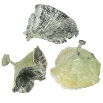 Article Champignon Kalix vert, blanchi à la chaux, 100 pièces