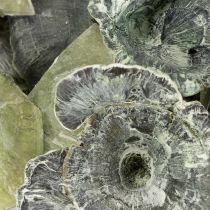 Article Champignon Kalix vert, blanchi à la chaux, 100 pièces