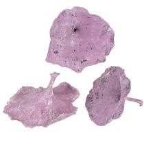 Article Champignon Kalix violet, blanchi à la chaux, 100 pièces