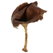 Kalix champignon nature laqué 100p
