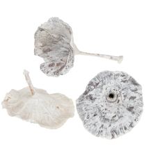 Article Champignons Kalix blanchis à la chaux 100 pièces