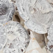 Article Champignons Kalix blanchis à la chaux 100 pièces