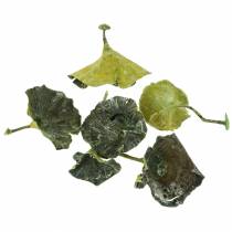 Article Champignon Kalix vert, blanchi à la chaux 100 pcs