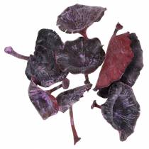Article Champignons Kalix violets, blanchis à la chaux, 100 pièces