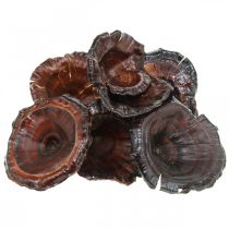 Article Kalix Champignons Champignons Secs Laqués Naturels Décoration Grand 50 pcs