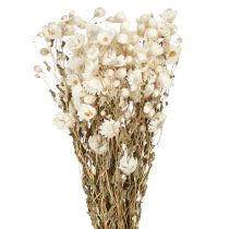 Article Fleurs séchées de camomille Décoration Fleurs Bouquet blanc 65cm 50g
