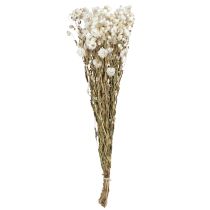 Article Fleurs séchées de camomille Décoration Fleurs Bouquet blanc 65cm 50g