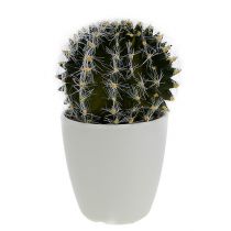 Cactus vert en pot 14 cm