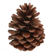 Article Pommes de pin Pinus Maritima décoration pommes de pin maritime 12-13cm 3 pcs