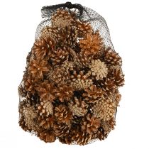 Article Kilos de pommes de pin de Pin sylvestre, naturelles et blanchies, 3 à 5 cm