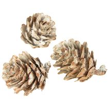 Article Pommes de pin blanchies dans un filet 2,5-3,5 cm 500 g