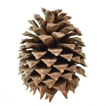 Article Pommes de pin Coulter pin naturel Ø13cm H18cm 1 pce
