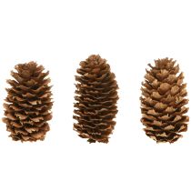 Article Petits cônes de pruche décoratifs naturels Avent 3-4cm 100g