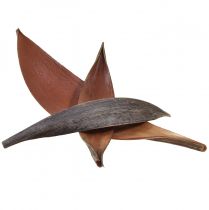 Article Coquilles de noix de coco feuilles de coco naturelles séchées 22cm - 42cm 25pcs