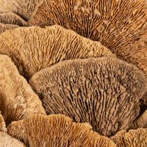 Article Couronne en champignons de bois naturels 37 cm pour décoration murale ou de porte