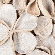 Article Couronne décorative séchée en lotus naturel 35 cm blanche pour intérieur
