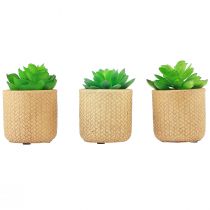 Plantes succulentes artificielles en pot Plantes artificielles assorties 10 cm 3 pièces