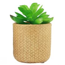 Article Plantes succulentes artificielles en pot Plantes artificielles assorties 10 cm 3 pièces