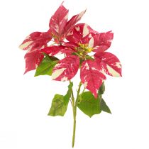 Article Etoile de Noël artificielle rouge crème L35cm 6pcs 2 bouquet
