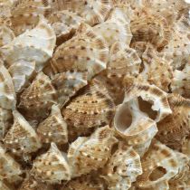 Boule décoration coquille escargots de mer Décoration maritime à suspendre Ø18cm