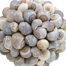Boule déco coquille d&#39;escargot de mer boule décoration naturelle maritime Ø19cm