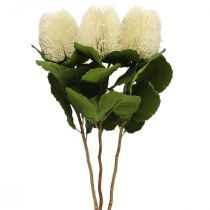 Fleurs artificielles, Banksia, Proteaceae Blanc crème L58cm H6cm 3pcs