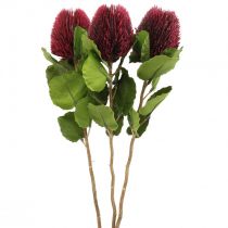 Fleurs artificielles, Banksia, Proteaceae rouge vin L58cm H6cm 3pcs