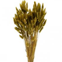 Article Lagurus Queue de Lapin Séchée Herbe Olive 65-70cm 100g