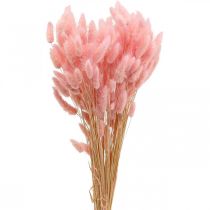 Article Lagurus herbe de queue de lapin séchée rose clair 65-70cm 100g