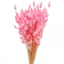 Article Lagurus Herbe Queue de Lapin Séchée Rose 65-70cm 100g