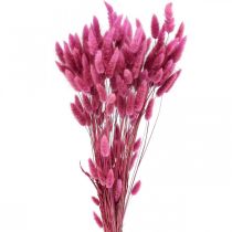 Article Lagurus Queue de Lapin Séchée Herbe Violet 65-70cm 100g