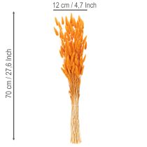 Article Lagurus séché 70 cm 100g en couleur orange